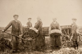 Kartoffeloptagning                                                                    